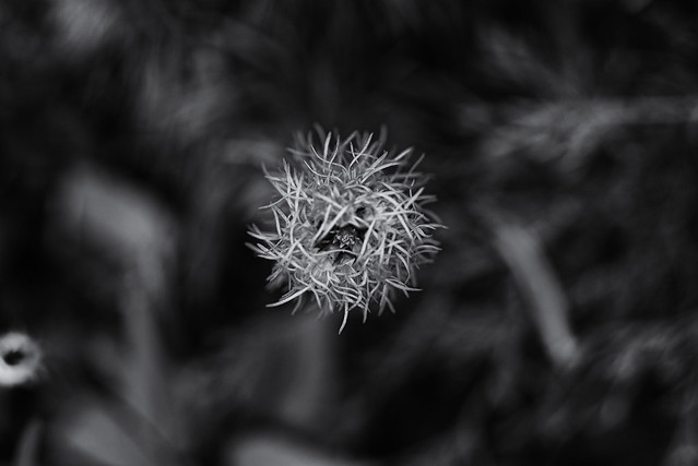 Blazing Star from Above in Monochrome