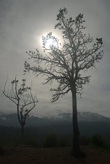 Tree silhouetted against the cloud sky