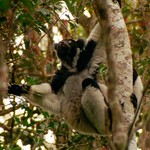 Indris Lemur; Madagascar 1995