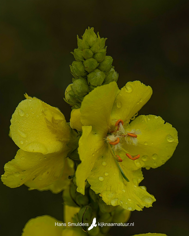 Koningskaars (Verbascum thapsus)-850_4767