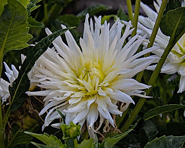 Dahlia white Semi Cactus  7 27 2021