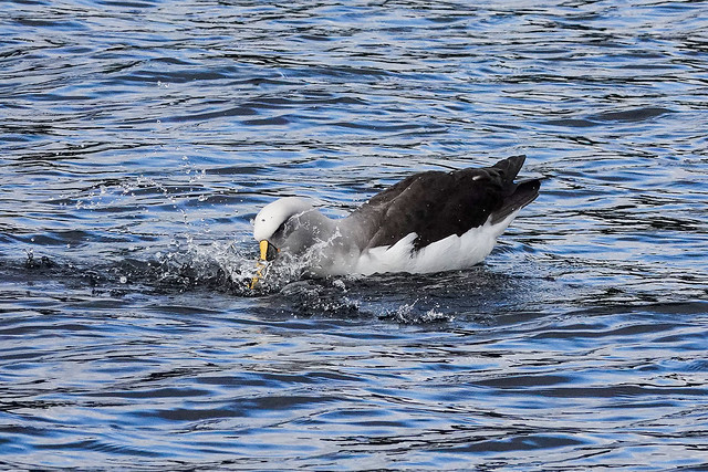 Preening time - Buller's mollymawk (albatross) Dusky Sound