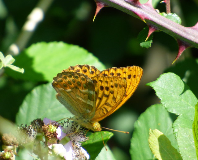 Silver-washed Fritillary, Alners Gorse