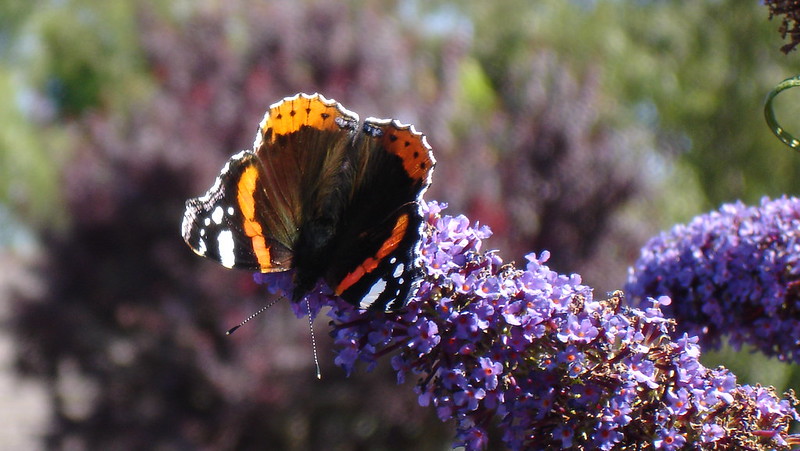 Butterfly on the buddleia