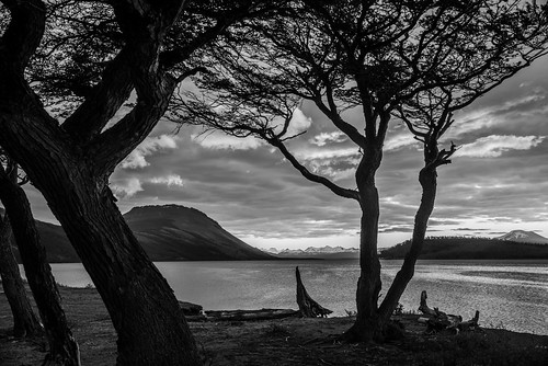 timaukel magallanesylaantárticachile chile kiltro lagoblanco magallanes patagonia tierradelfuego trees lenga water mountains sky clouds landscape nature bw blackandwhite sunlight sunset branches lake hill