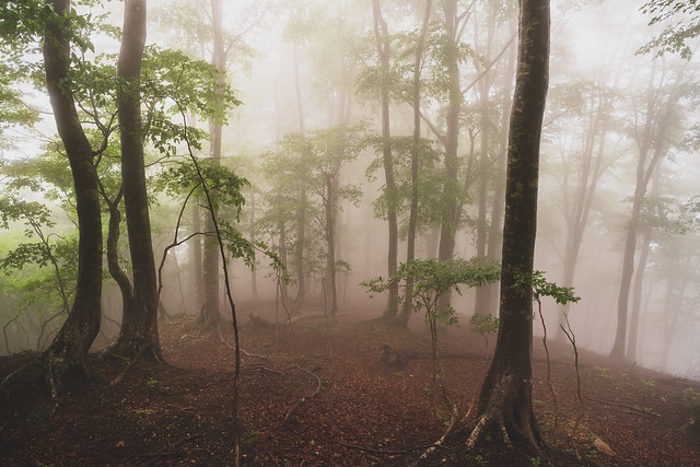 Foggy beech forest