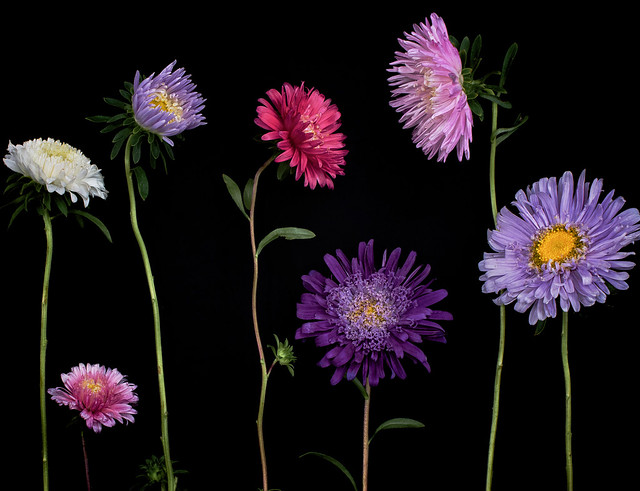 The Asters  -  Family Gathering