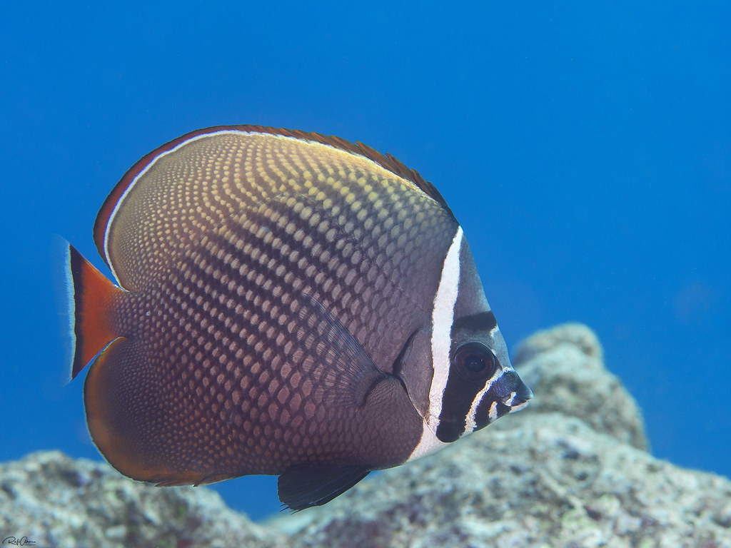 Red-tailed Butterflyfish - Chaetodon collare