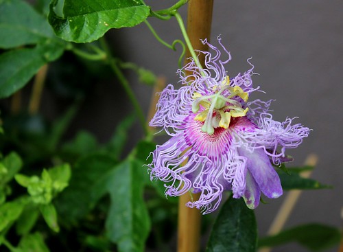  Passiflora incarnata- = Passiflora edulis var. kerii - Page 2 51357653015_00debae85a