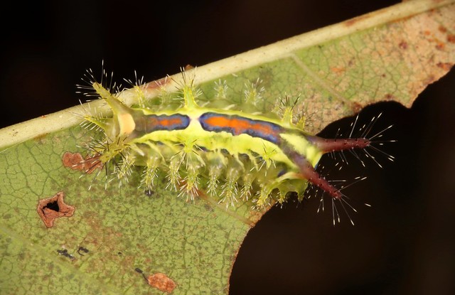 Stinging Nettle Slug Caterpillar (Cup Moth, Limacodidae) 