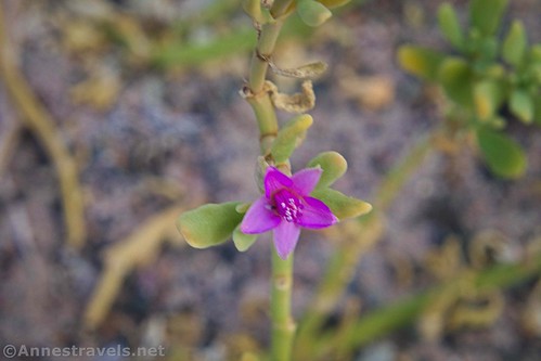 A Weststern Sea-purslane flower near the Saratoga Springs, Death Valley National Park, California