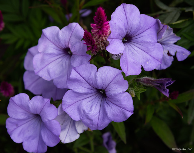 purple flower cluster