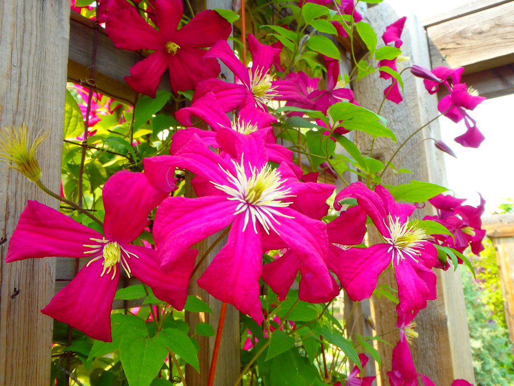 Botanical Gardens YYC Happy Thursday Flower Friends Flickr