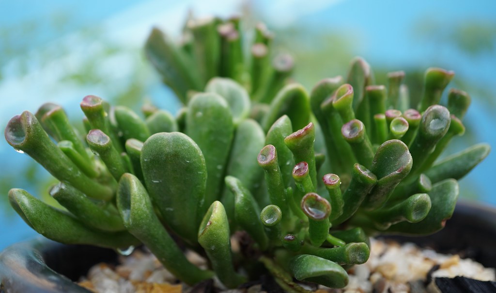 Shrek’s ears (Crassula Ovata Gollum: Jade Plant) at home.