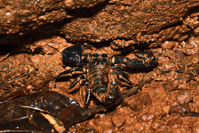 giant Indian forest scorpion