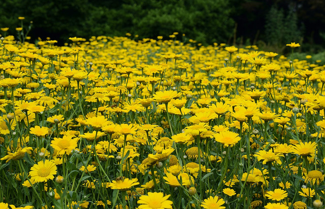A sea of yellow chamomile