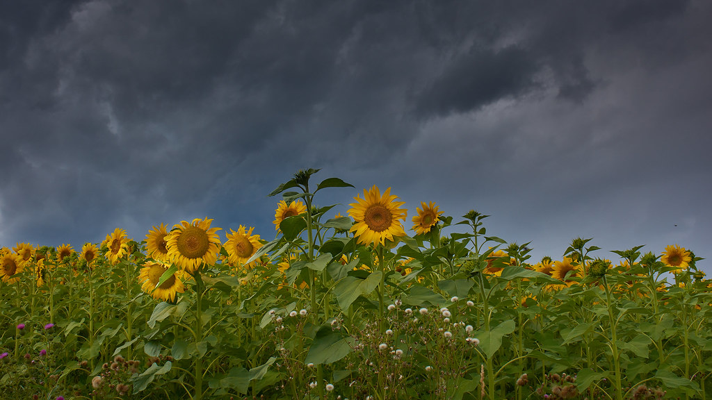 Sunflowers under rain clouds
