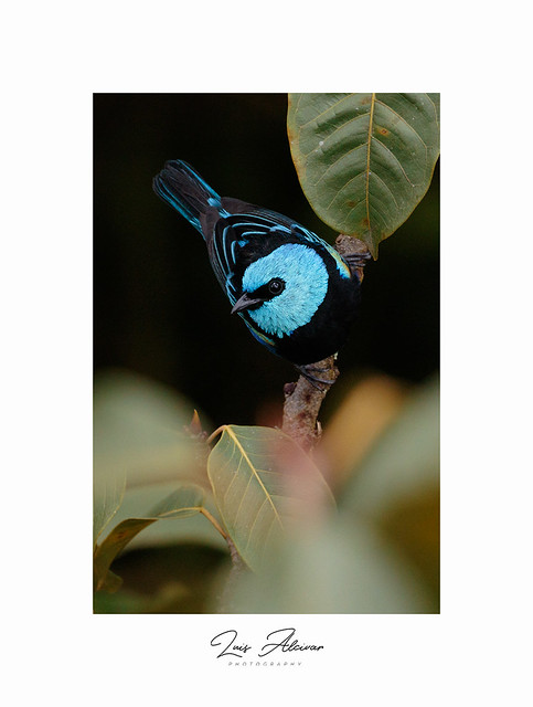 Blue-necked Tanager (Stilpnia cyanicollis)