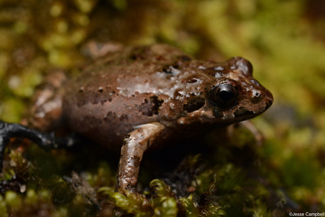 Common Eastern Froglet (Crinia signifera). Dharawal, NSW