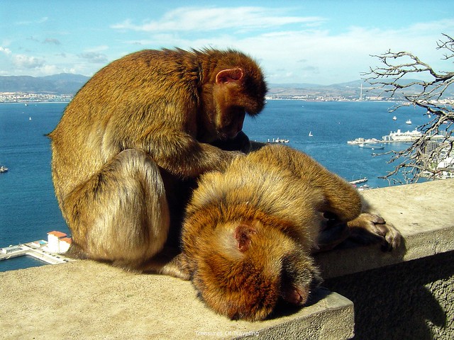 Monkeys lounging around