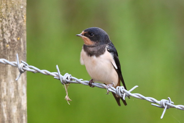 Barn Swallow (Hirundo rustica) - juvenile