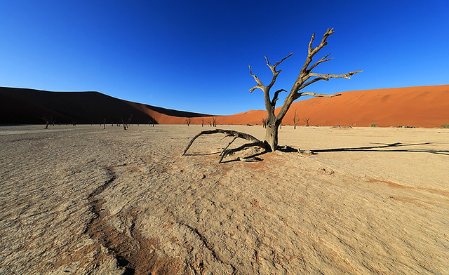 Deadvlei – Sossusvlei – Namib desert - Namibia