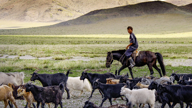 Main basse sur le cachemire - Mongolie