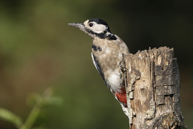 Female Great-spotted woodpecker
