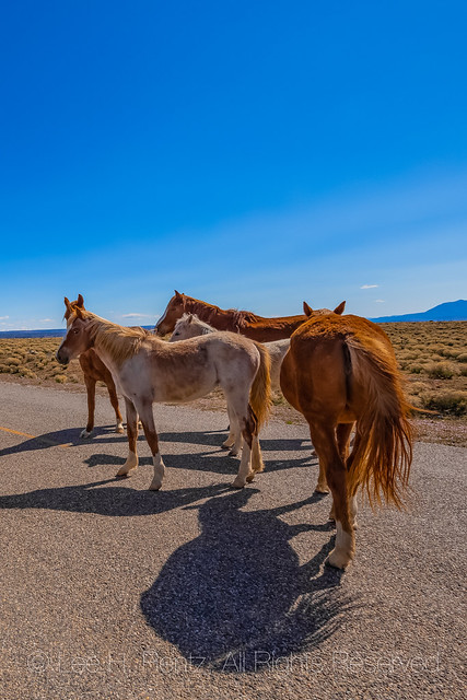 Horses on Highway near Hovenweep National Monument