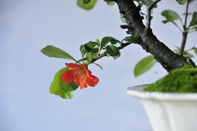 Japanese Flowering Quince Bonsai (Chaenomeles japonica) shohin size - First flower!