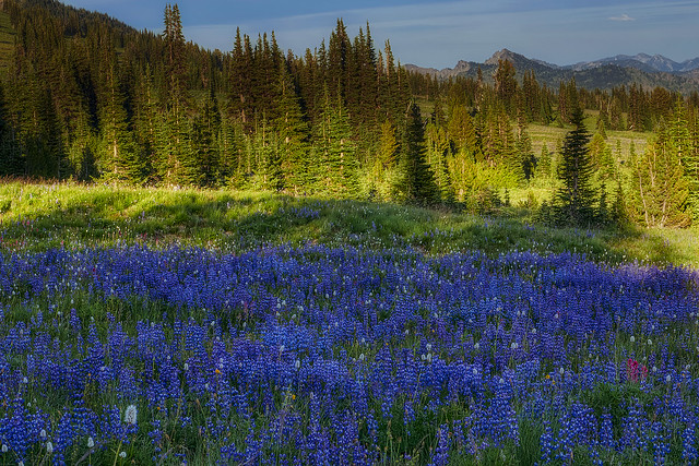 Lots of Lupine