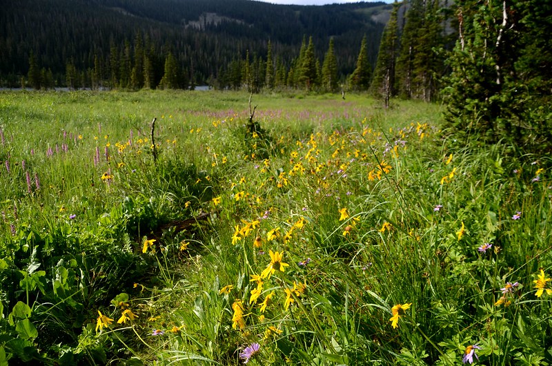 Wildflowers blooming in a meadow along Lake Isabelle Trail (3)