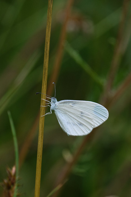 Mr. Butterfly, my friend ! #6 ; Reals Wood White