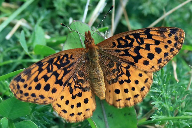 2021 Meadow Fritillary Butterfly 002 - Boloria Bellona