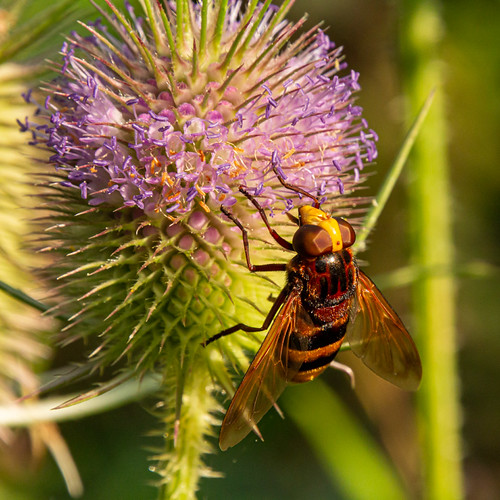 Volucella zonaria (20210803 1850) | by Graham Dash