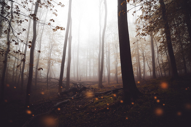 Herbstlichter im Harzwald