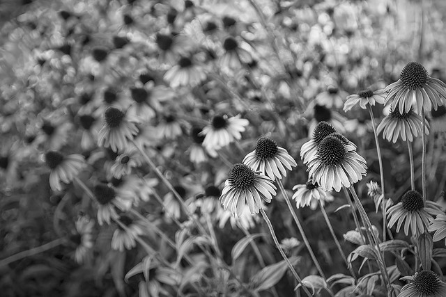 Coneflowers, Holland Park - black and white