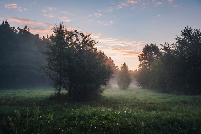 Sunrise on a Meadow Near the Forest