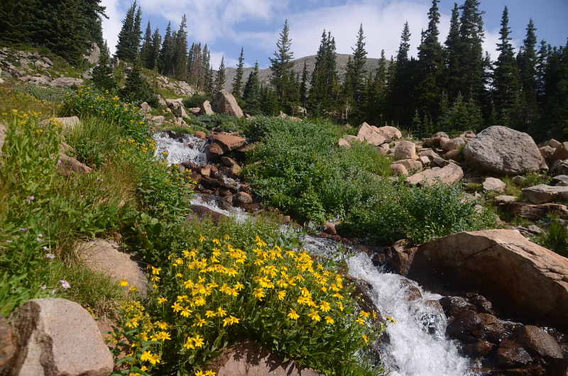 Wildflowers blooming along the cascade below Lake Isabelle (5)