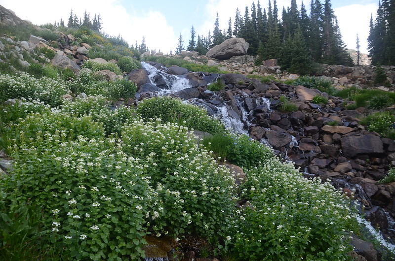 Wildflowers blooming along the cascade below Lake Isabelle (2)