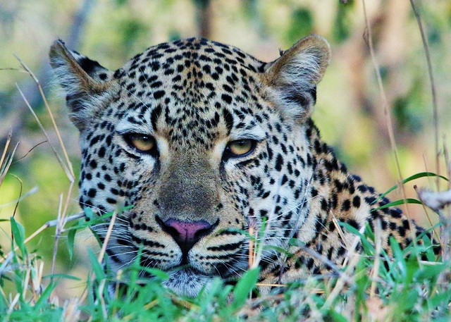 Leopard Portrait (Panthera pardus)