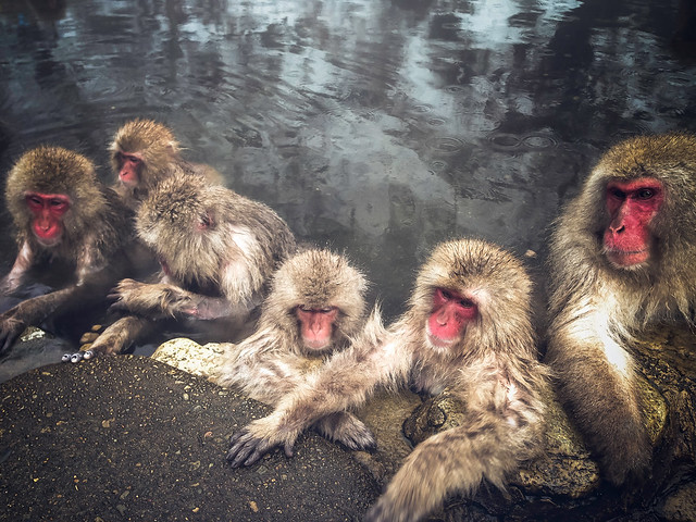 Monkey Family
