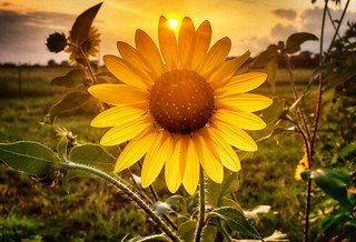 Sun...flower.