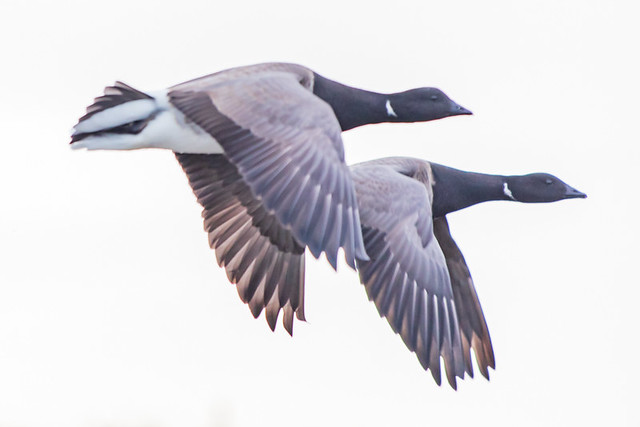 Brent Geese Flying Over Rush North Strand, Dublin, Ireland