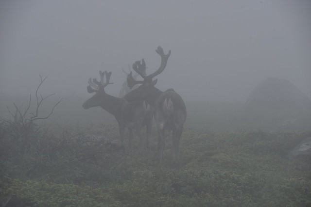 Caribou In The Fog