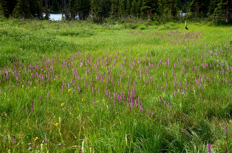 Wildflowers blooming in a meadow along Lake Isabelle Trail (6)