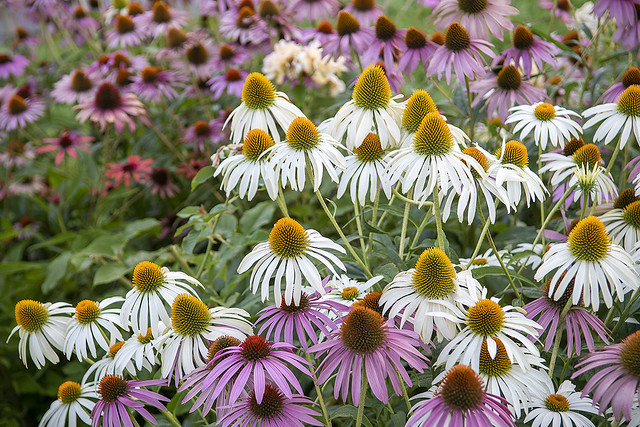 Cone Flowers at Holland Park