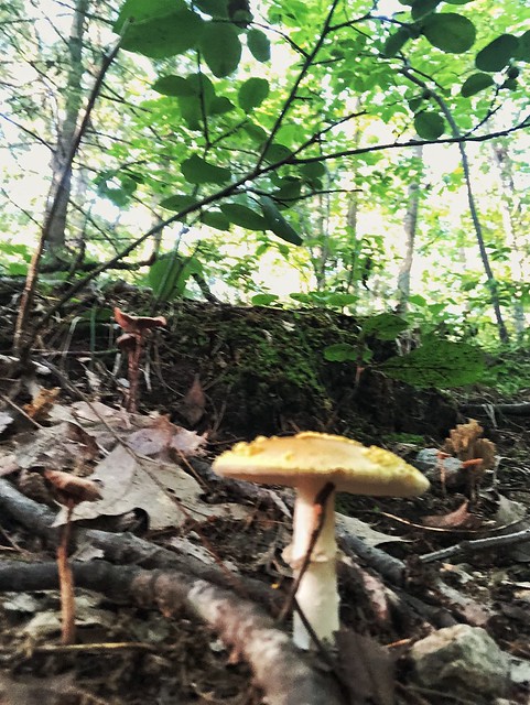 More mushrooms in Breakheart