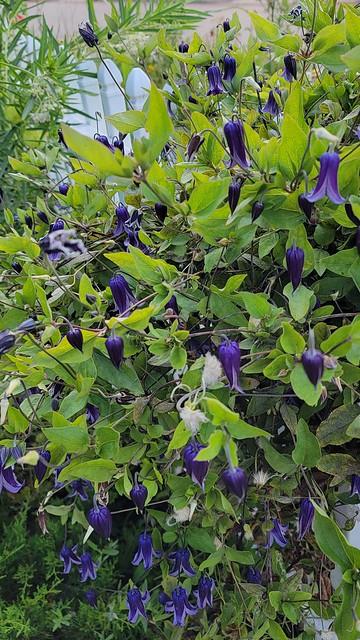 Roguchi clematis on front Picket fence