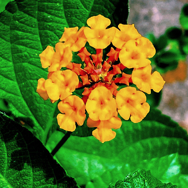 A Budding Flower -:-  1421